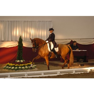 Jumps and decoration rental (7 / 3)